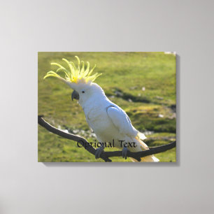 Australisch Geel Sulfur Crested Cockato Canvas Afdruk