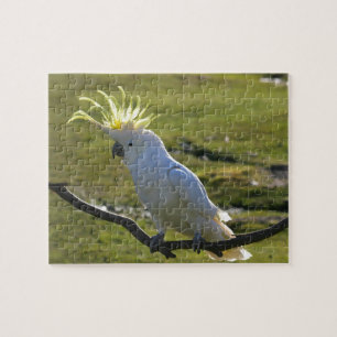 Australisch Geel Sulfur Crested Cockato Legpuzzel
