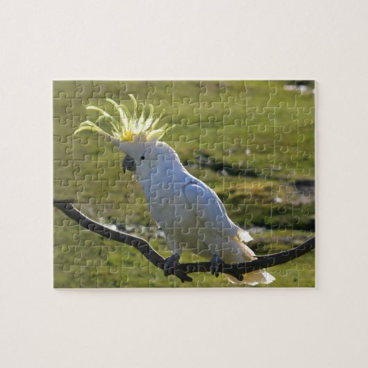 Australisch Geel Sulfur Crested Cockato Legpuzzel (Horizontaal)