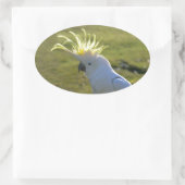 Australisch Geel Sulfur Crested Cockato Ovale Sticker (Tas)