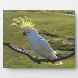 Australisch Geel Zwavel Crested Cockato Plaque Fotoplaat
