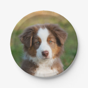 Australisch het puppyportret van de Herder, partij Papieren Bordje