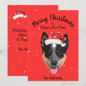 Australisch kerstfeest bij katten feestdagenkaart (Voorkant / Achterkant)