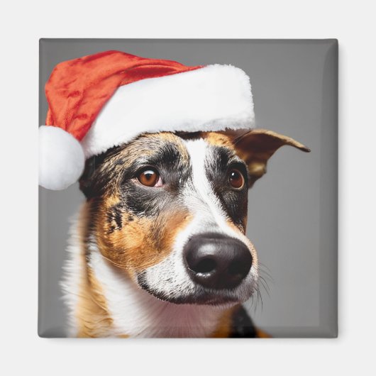 Australisch kerstfeest bij katten magneet (Voorkant)