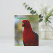 Australisch King Parrot Poster Briefkaart (Staand voorkant)
