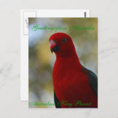 Australisch King Parrot Poster Briefkaart (Voorkant / Achterkant)