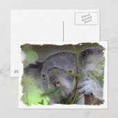 Australisch Koala Briefkaart (Voorkant / Achterkant)