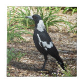 Australisch Magpie Tile Tegeltje (Voorkant)