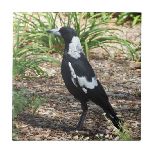Australisch Magpie Tile Tegeltje (Voorkant)