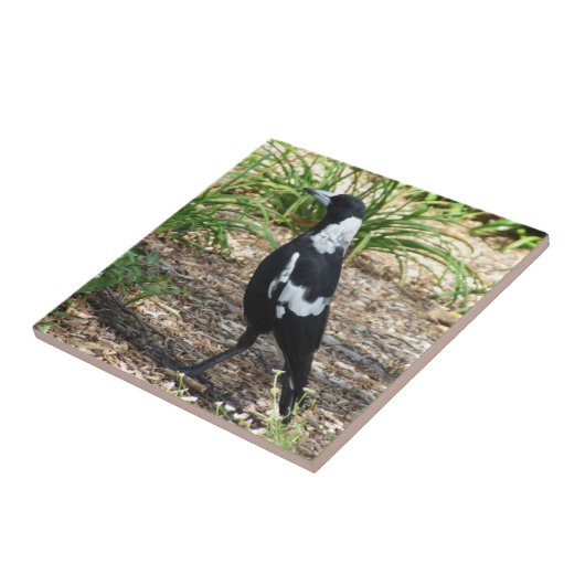Australisch Magpie Tile Tegeltje (Zijkant)