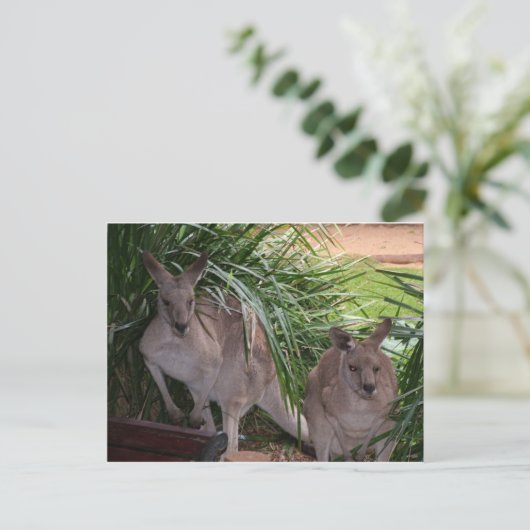 Australisch Oost Gray Kangaroo Briefkaart (Staand voorkant)