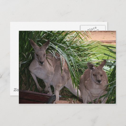 Australisch Oost Gray Kangaroo Briefkaart (Voorkant / Achterkant)