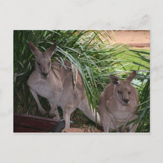 Australisch Oost Gray Kangaroo Briefkaart