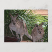 Australisch Oost Gray Kangaroo Briefkaart (Voorkant)