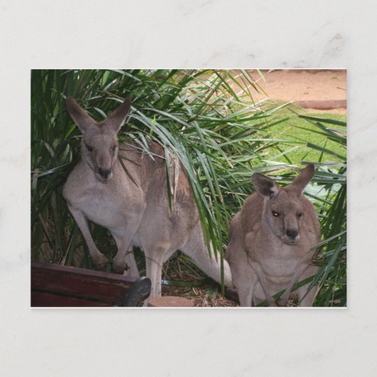 Australisch Oost Gray Kangaroo Briefkaart (Voorkant)