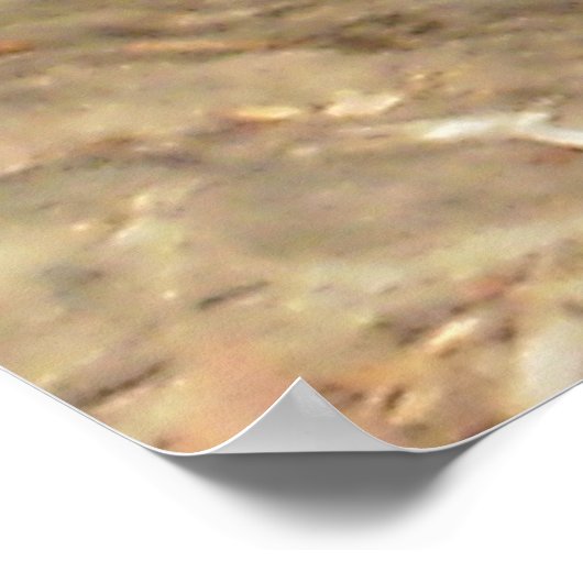 Australisch-oostwaterdraak Poster (Hoek)