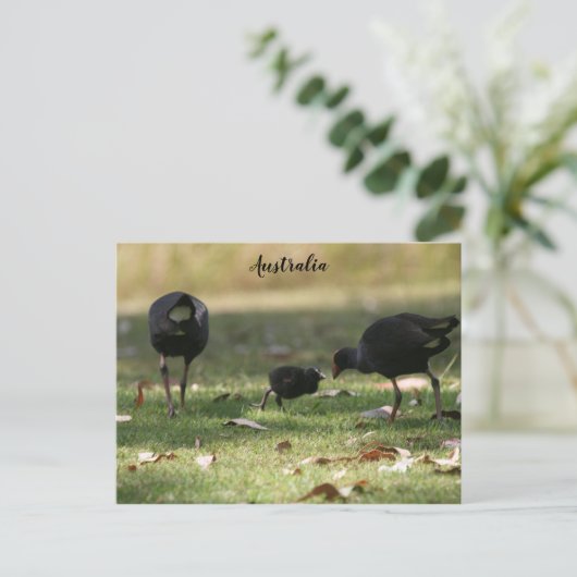 Australisch Paars Swamphen & Baby Chick Briefkaart (Staand voorkant)