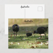 Australisch Paars Swamphen & Baby Chick Briefkaart (Voorkant / Achterkant)
