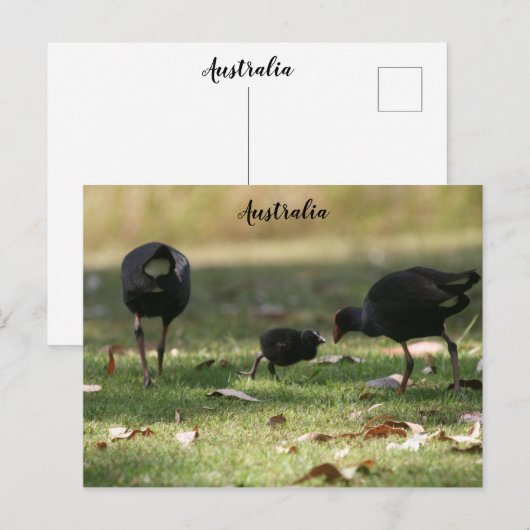 Australisch Paars Swamphen & Baby Chick Briefkaart (Voorkant / Achterkant)