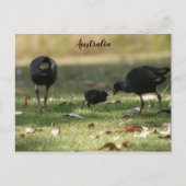 Australisch Paars Swamphen & Baby Chick Briefkaart (Voorkant)