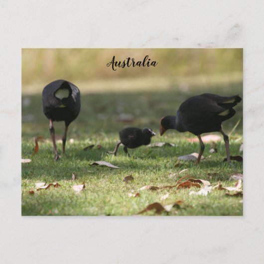 Australisch Paars Swamphen & Baby Chick Briefkaart (Voorkant)