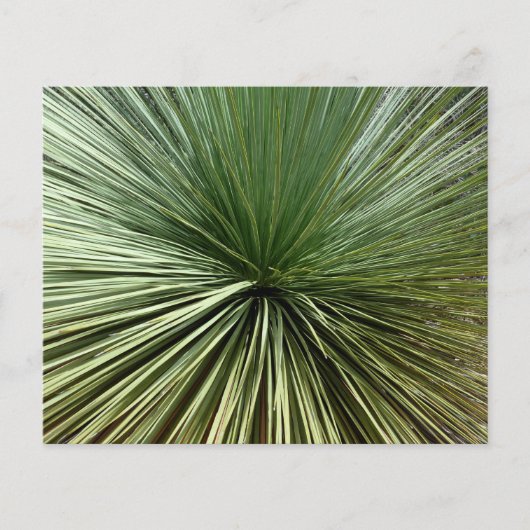 Australisch Plant - abstract (Voorkant)