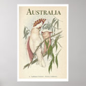  Australisch Poster Galah (Voorkant)