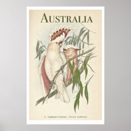 Australisch Poster Galah