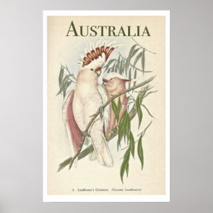  Australisch Poster Galah