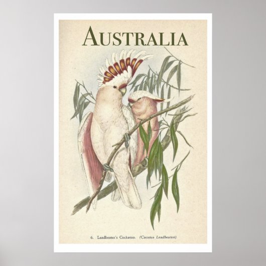  Australisch Poster Galah (Voorkant)