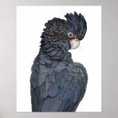 Australisch Poster met zwarte cocaïne, rood-op-zee (Voorkant)