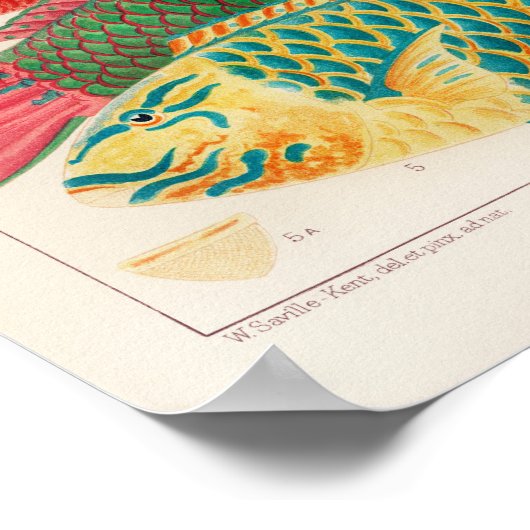 Australisch Poster van de Grote Barrier Reef (Hoek)