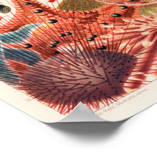  Australisch Poster van de Grote Barrier Reef (Hoek)