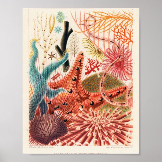 Australisch Poster van de Grote Barrier Reef (Voorkant)