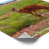 Australisch poster van Red Kangaroo (Hoek)