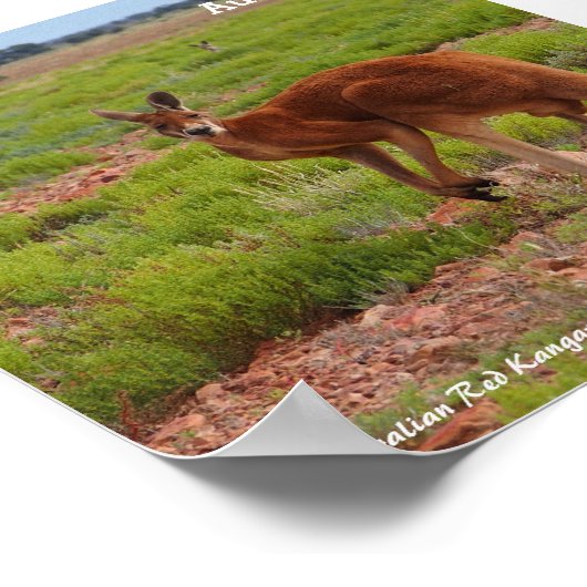Australisch poster van Red Kangaroo (Hoek)