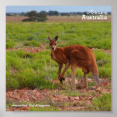 Australisch poster van Red Kangaroo (Voorkant)