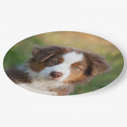 Australisch puppy portret van Shepherd, gelukkig f Papieren Bordje (Gekanteld)