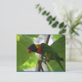 Australisch Rainbow Lorikeet Briefkaart (Staand voorkant)