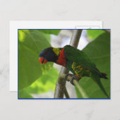 Australisch Rainbow Lorikeet Briefkaart (Voorkant / Achterkant)