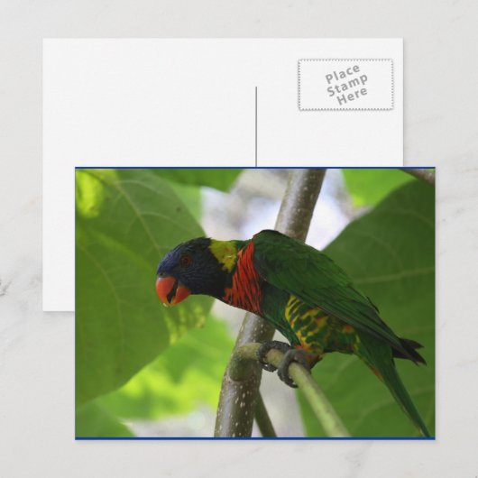 Australisch Rainbow Lorikeet Briefkaart (Voorkant / Achterkant)