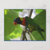 Australisch Rainbow Lorikeet Briefkaart (Voorkant)