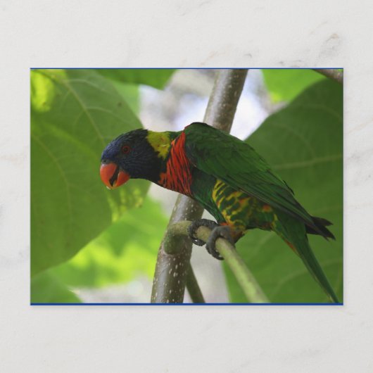 Australisch Rainbow Lorikeet Briefkaart (Voorkant)