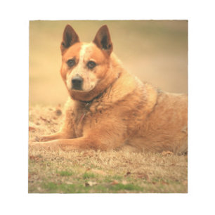 Australisch Red Cattle Dog-blocnote Notitieblok