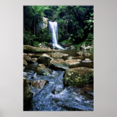 Australisch regenwoud poster (Voorkant)