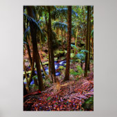 Australisch regenwoud poster (Voorkant)