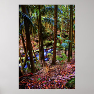 Australisch regenwoud poster