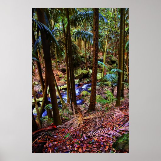 Australisch regenwoud poster (Voorkant)