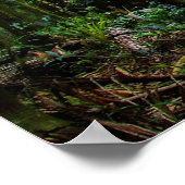 Australisch regenwoud poster (Hoek)