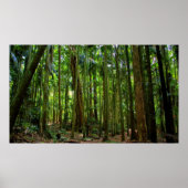 Australisch regenwoud poster (Voorkant)